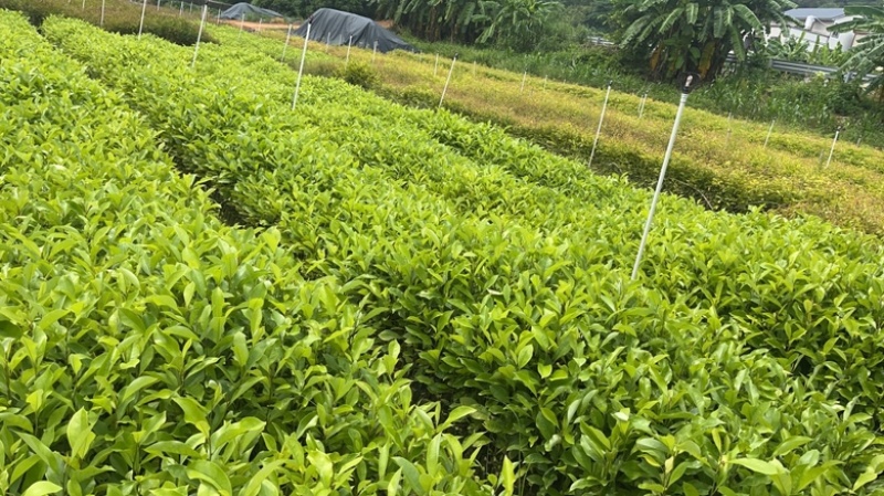 广西火力楠苗大量上市保存活视频看货欢迎采购联系