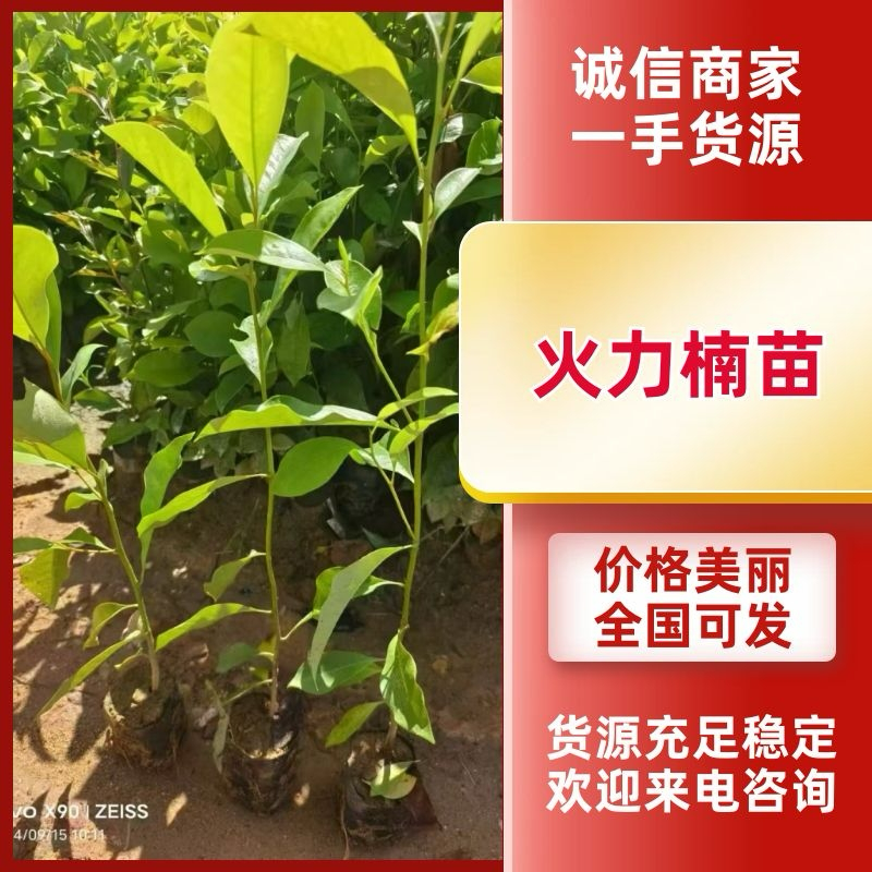 广西火力楠苗大量上市保存活视频看货欢迎采购联系