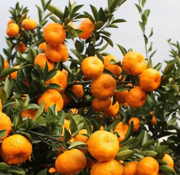 农户在果园中手工采摘粑粑柑场景：身着蓝色工装的果农踮脚轻摘枝头果实，左手托果、右手剪柄，动作轻柔；篮中已盛满金黄果实，背景果树叶片苍翠，地面散落少量落叶与未采摘青果，体现科学疏果管理