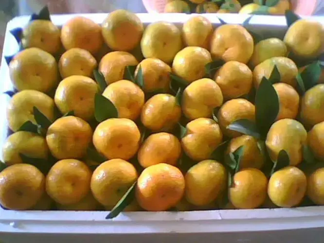 中国柑桔五大主产区(广西、四川、湖南、江西、湖北)地理分布图,标注主要品种如赣南脐橙、南丰蜜桔、沙糖橘等,并显示通往长三角、珠三角、京津冀的冷链物流干线 柑桔主要产区分布与物流枢纽示意图