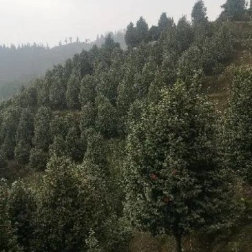茶花树优质茶花树园林绿化道路绿化**量大质优