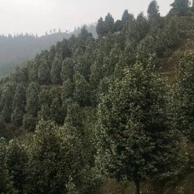 茶花树优质茶花树园林绿化道路绿化**量大质优