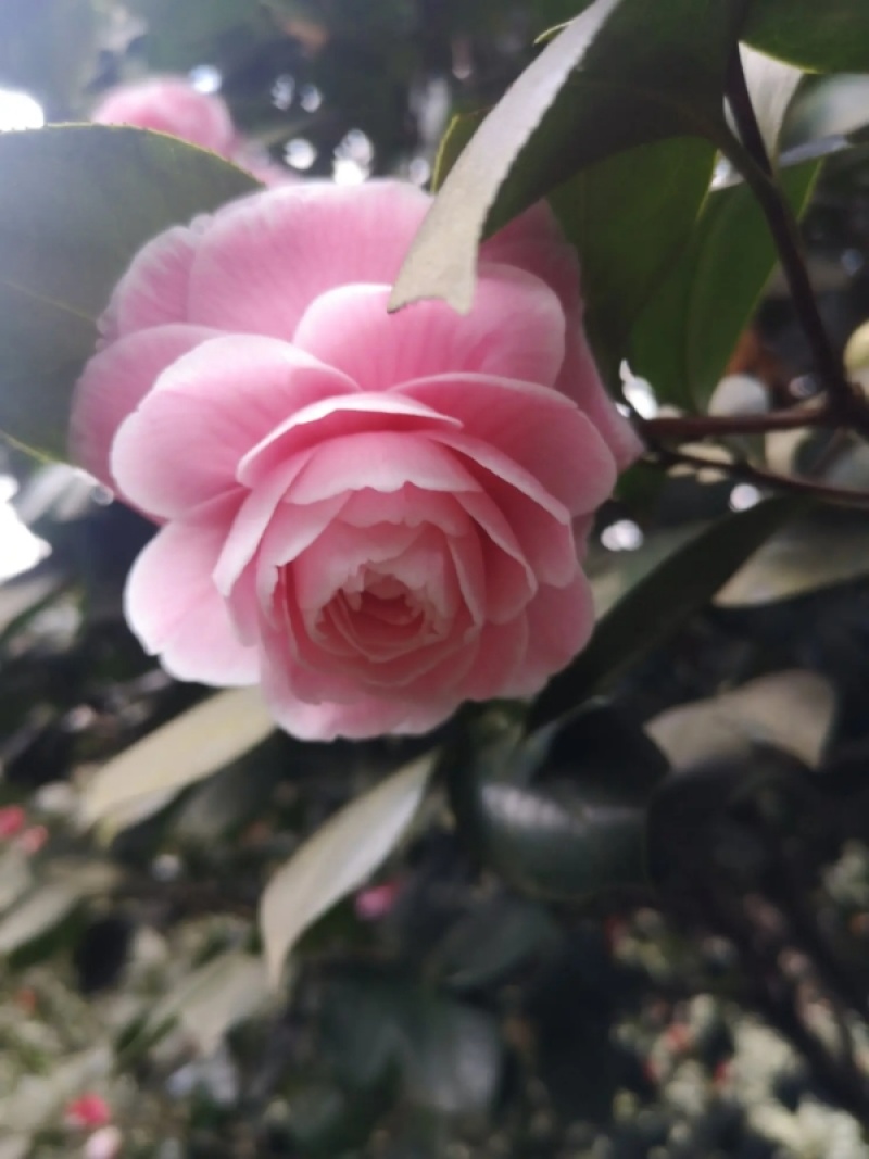 茶花树优质茶花树园林绿化道路绿化**量大质优