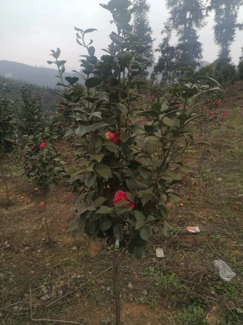 茶花树优质茶花树园林绿化道路绿化**量大质优
