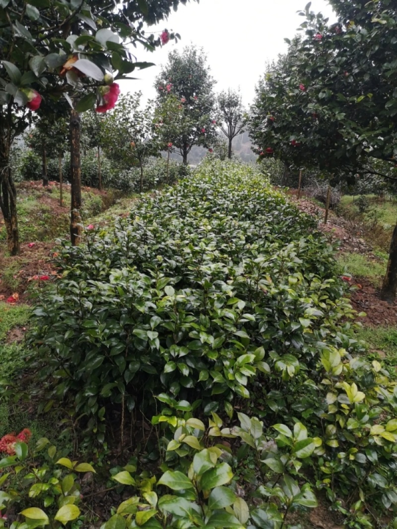 茶花树优质茶花树园林绿化道路绿化**量大质优