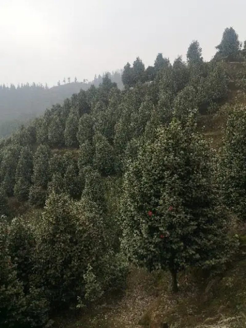 茶花树优质茶花树园林绿化道路绿化**量大质优