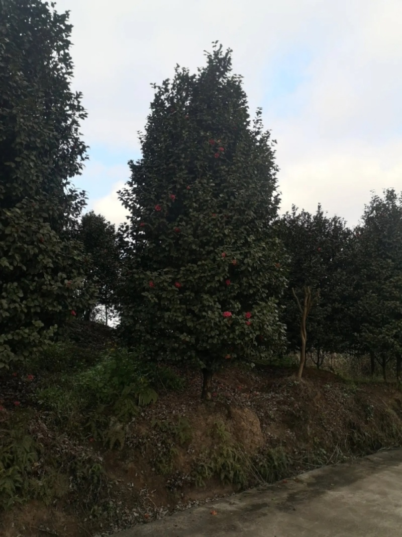 茶花树优质茶花树园林绿化道路绿化**量大质优