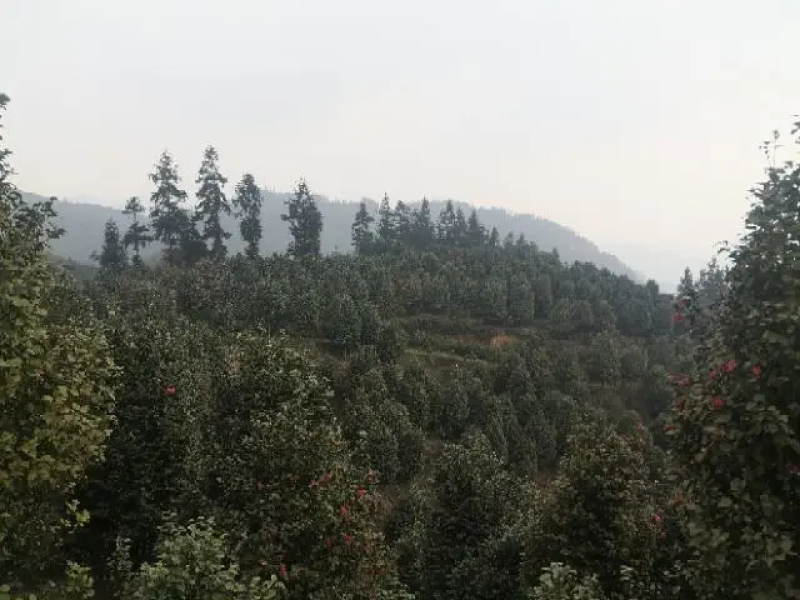 茶花树优质茶花树园林绿化道路绿化**量大质优