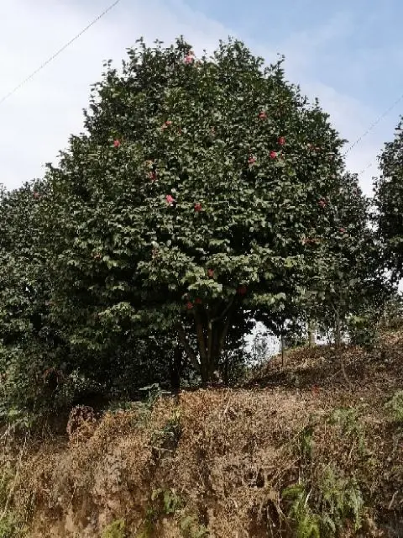 茶花树优质茶花树园林绿化道路绿化**量大质优