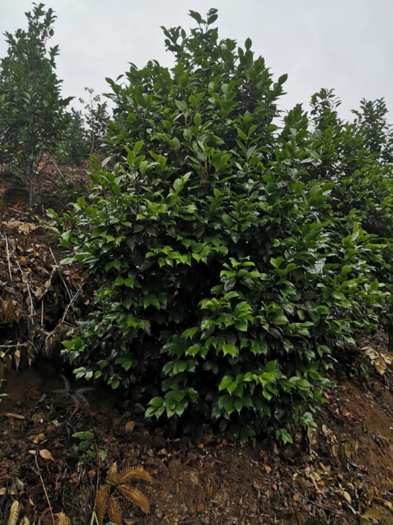 茶花树优质茶花树园林绿化道路绿化**量大质优