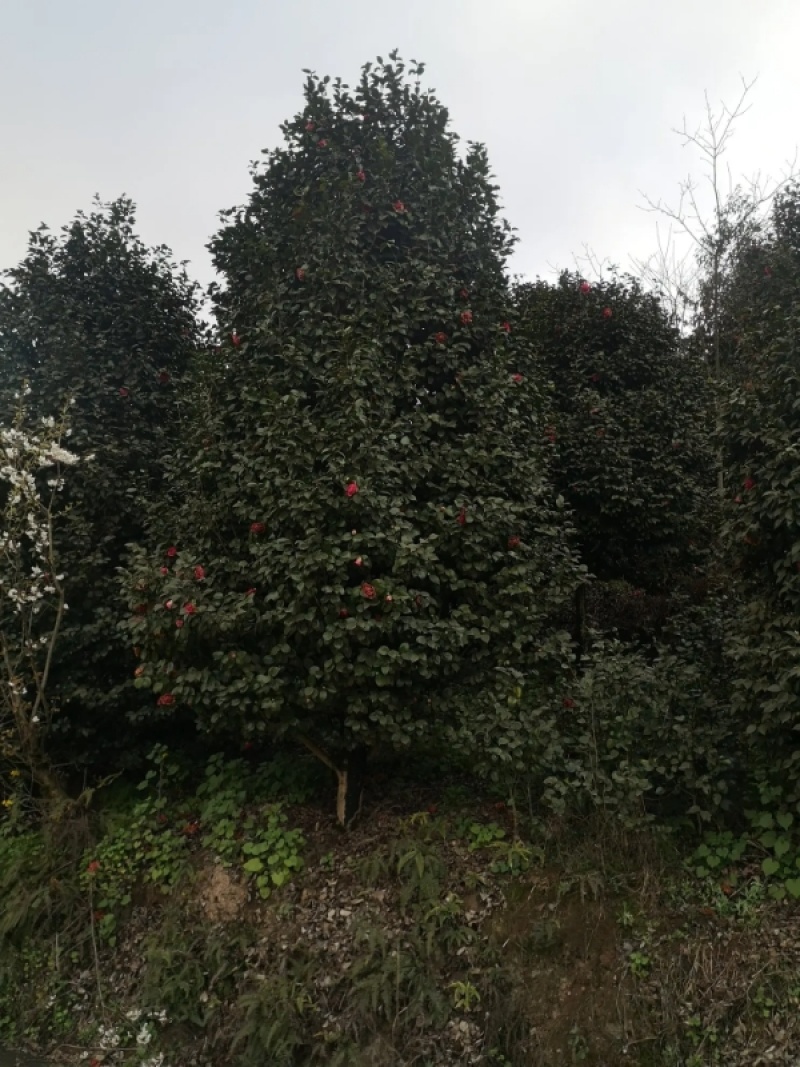 茶花树优质茶花树园林绿化道路绿化**量大质优