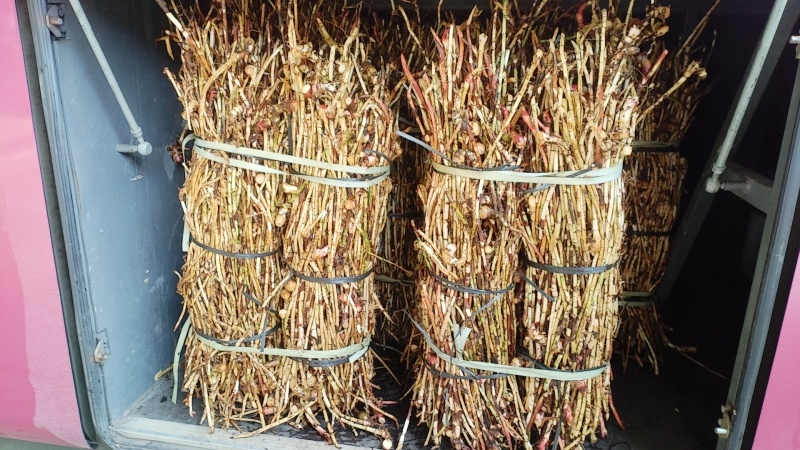 春砂仁根