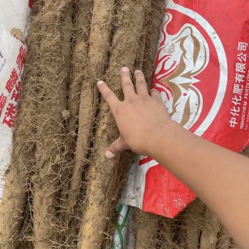 双棒山药大量有货，上万亩山药，