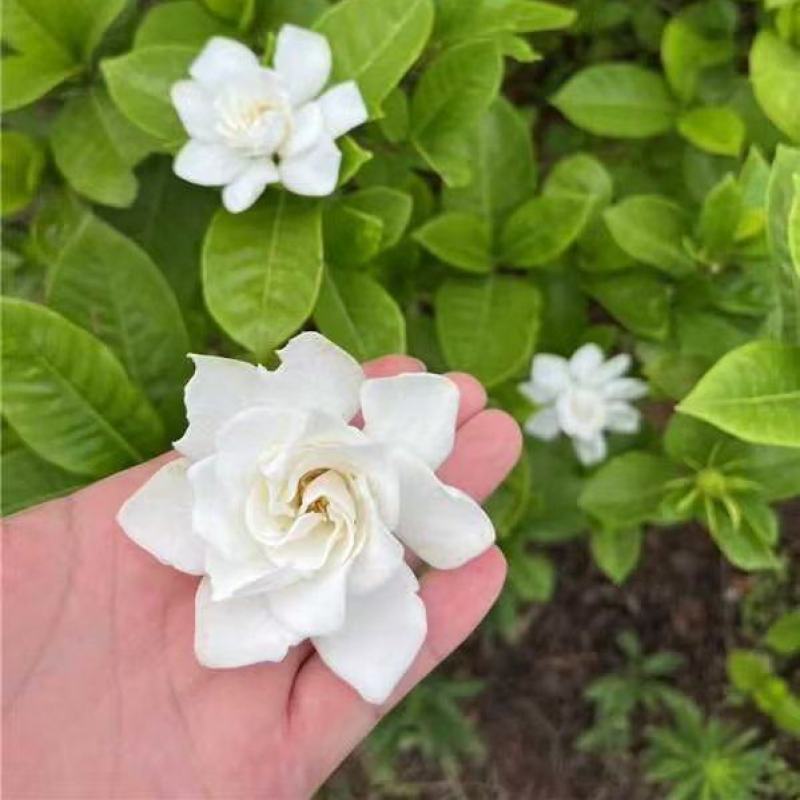 栀子花苗成活率高保证正品全国发货规格齐全