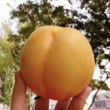 万寿红黄油桃大量上市