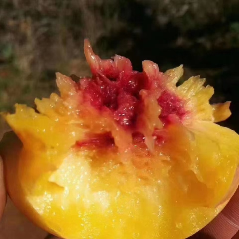 万寿红黄油桃大量上市
