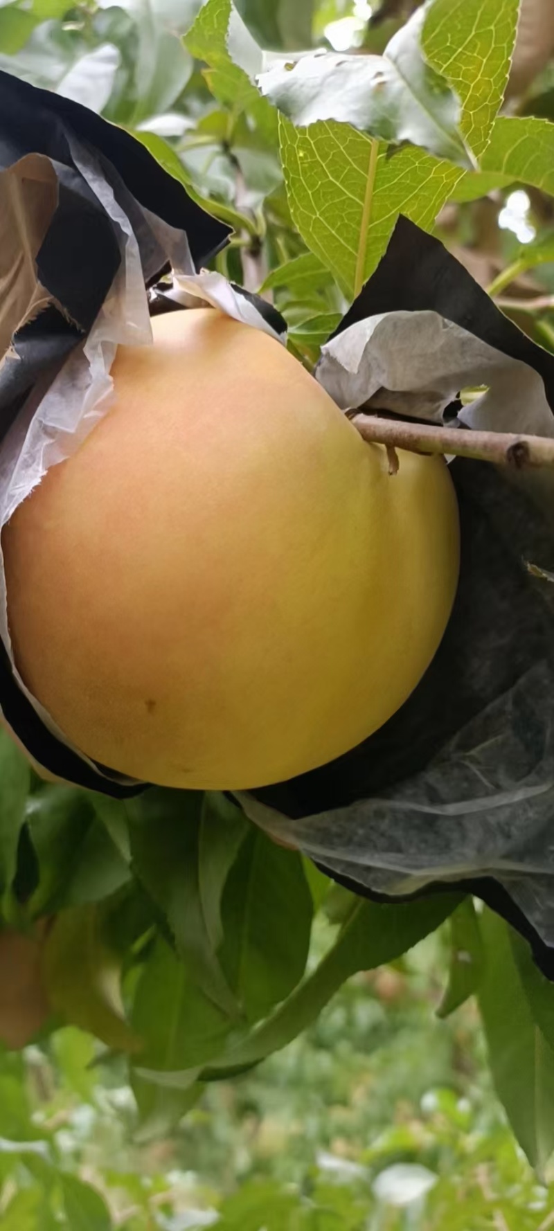 万寿红黄油桃大量上市