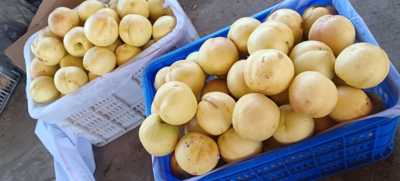 万寿红黄油桃大量上市