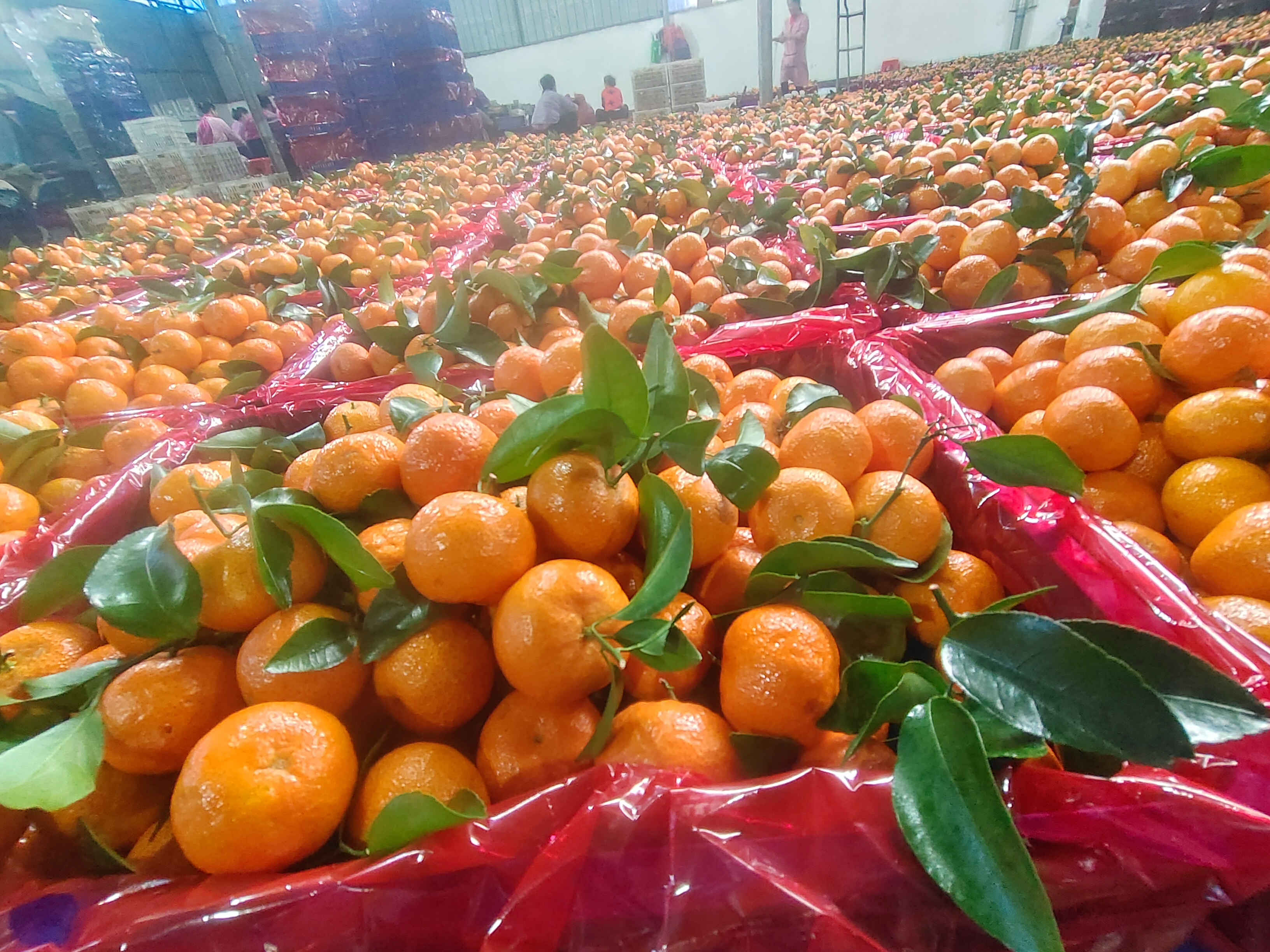 消费者在水果店挑选沙糖桔的真实场景,体现挑选过程中的细节 消费者挑选沙糖桔场景