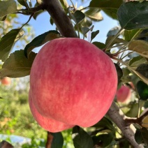 高原秦脆苹果，苹果中的天花板，千亩9月18日开园