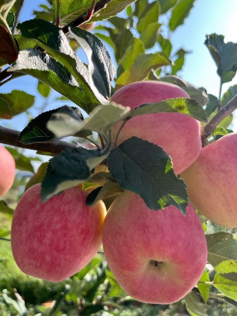 高原秦脆苹果，苹果中的天花板，千亩9月18日开园
