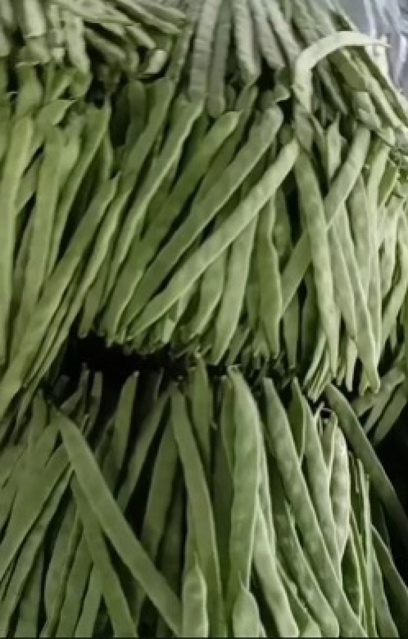 豇豆保质保量高品质低价格规格齐全欢迎咨询