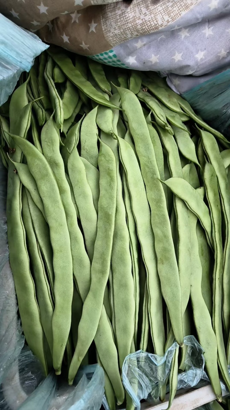 豇豆保质保量高品质低价格规格齐全欢迎咨询