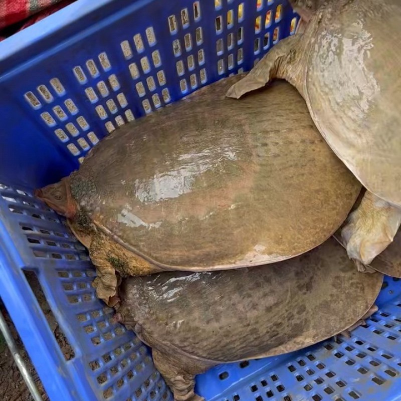 珍珠鳖大甲鱼外塘美国鳖大水鱼批发地摊餐饮