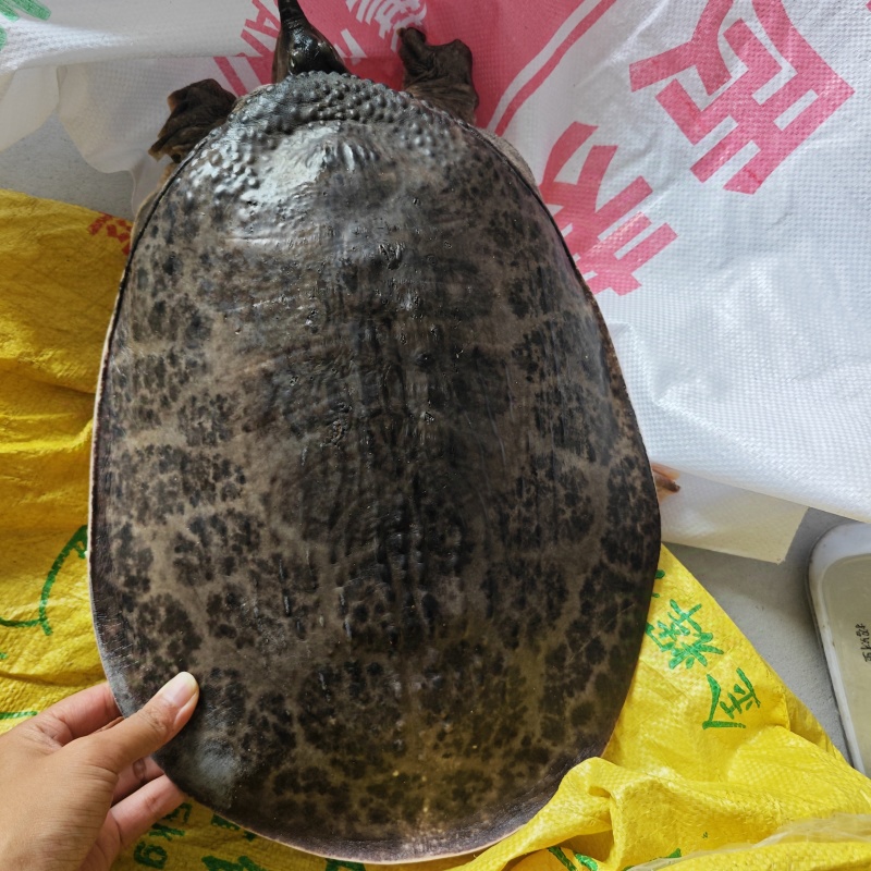 珍珠鳖大甲鱼外塘美国鳖大水鱼批发地摊餐饮