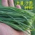民勤沙葱，大量有货500斤起批