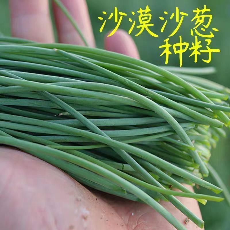民勤沙葱，大量有货500斤起批