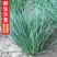 民勤沙葱，大量有货500斤起批