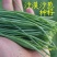 民勤沙葱，大量有货500斤起批