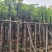 光杆秋枫5～15公分基地直发规格齐全质量优质