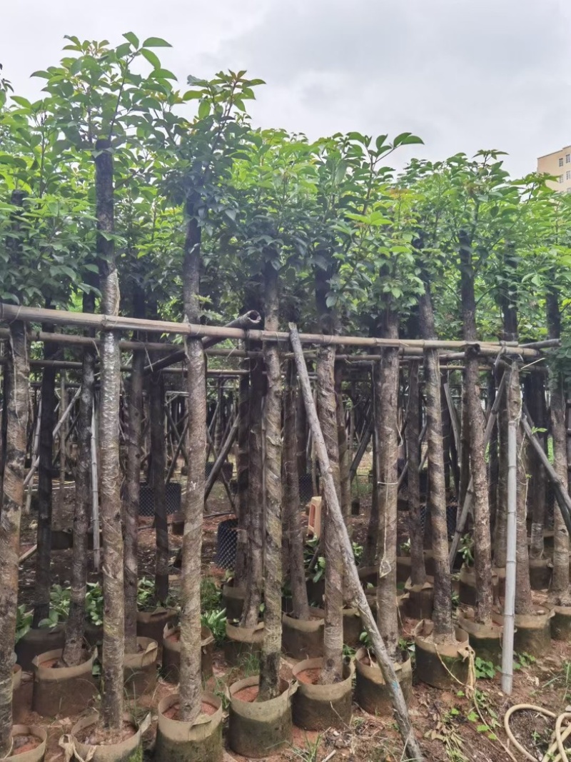 光杆秋枫5～15公分基地直发规格齐全质量优质
