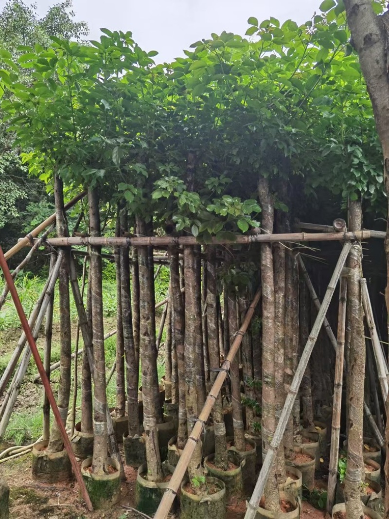 光杆秋枫5～15公分基地直发规格齐全质量优质