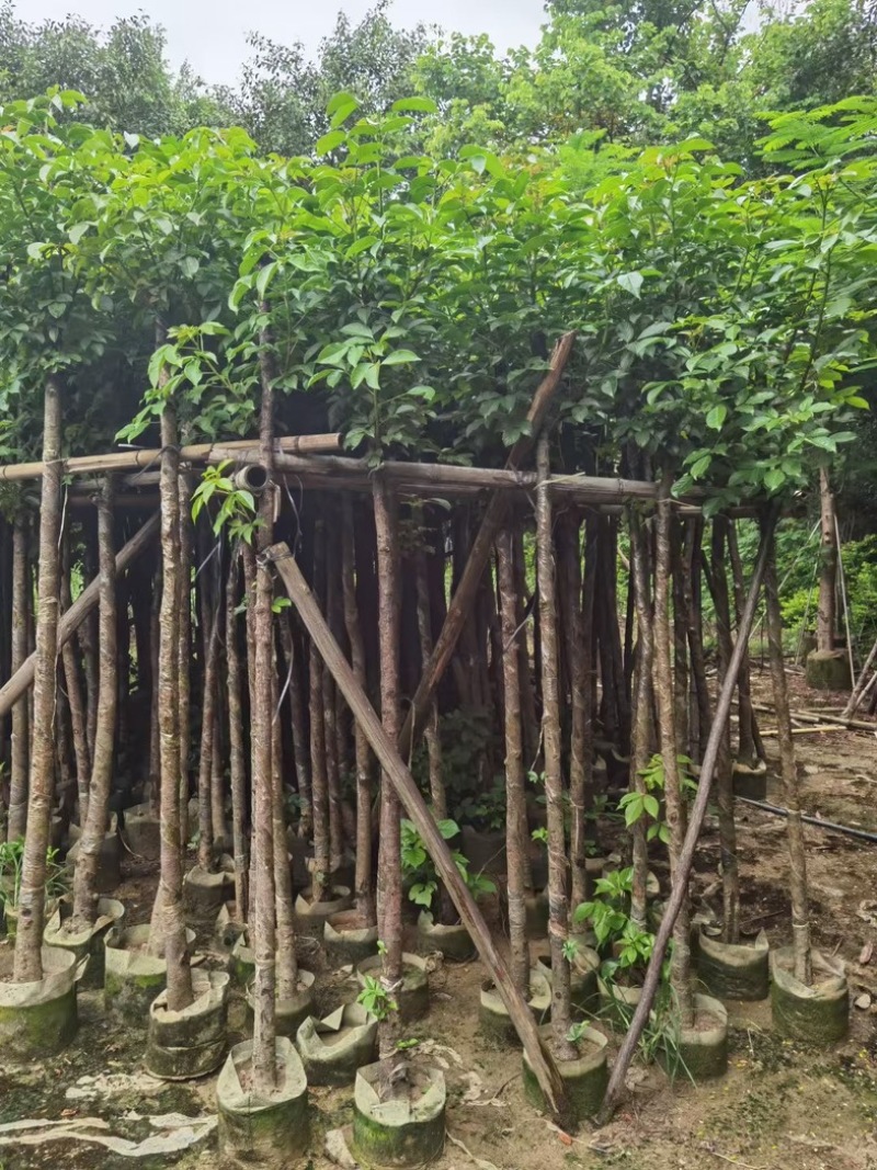 光杆秋枫5～15公分基地直发规格齐全质量优质