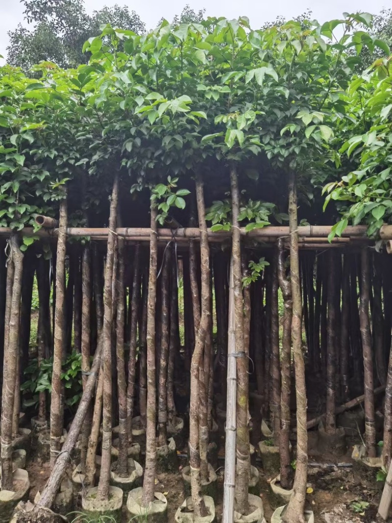 光杆秋枫5～15公分基地直发规格齐全质量优质