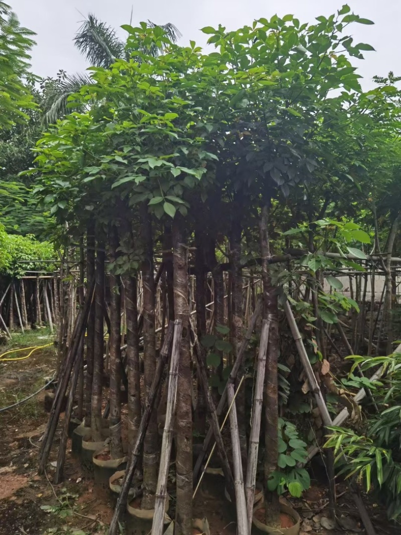 光杆秋枫5～15公分基地直发规格齐全质量优质