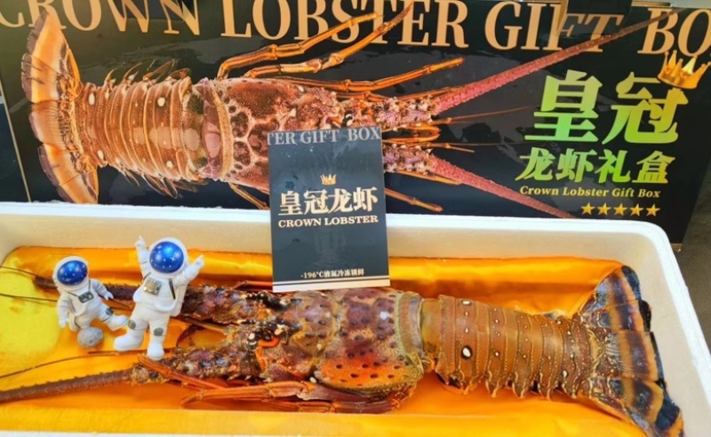 一只也包邮古巴龙虾，黑金版礼盒装顺丰包邮到家，可代送礼