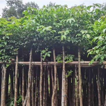 光杆秋枫5～15公分基地直发规格齐全质量优质