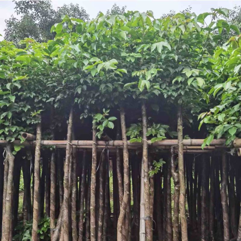 光杆秋枫5～15公分基地直发规格齐全质量优质