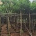 黄花槐4～10公分基地直发规格齐全质量优质