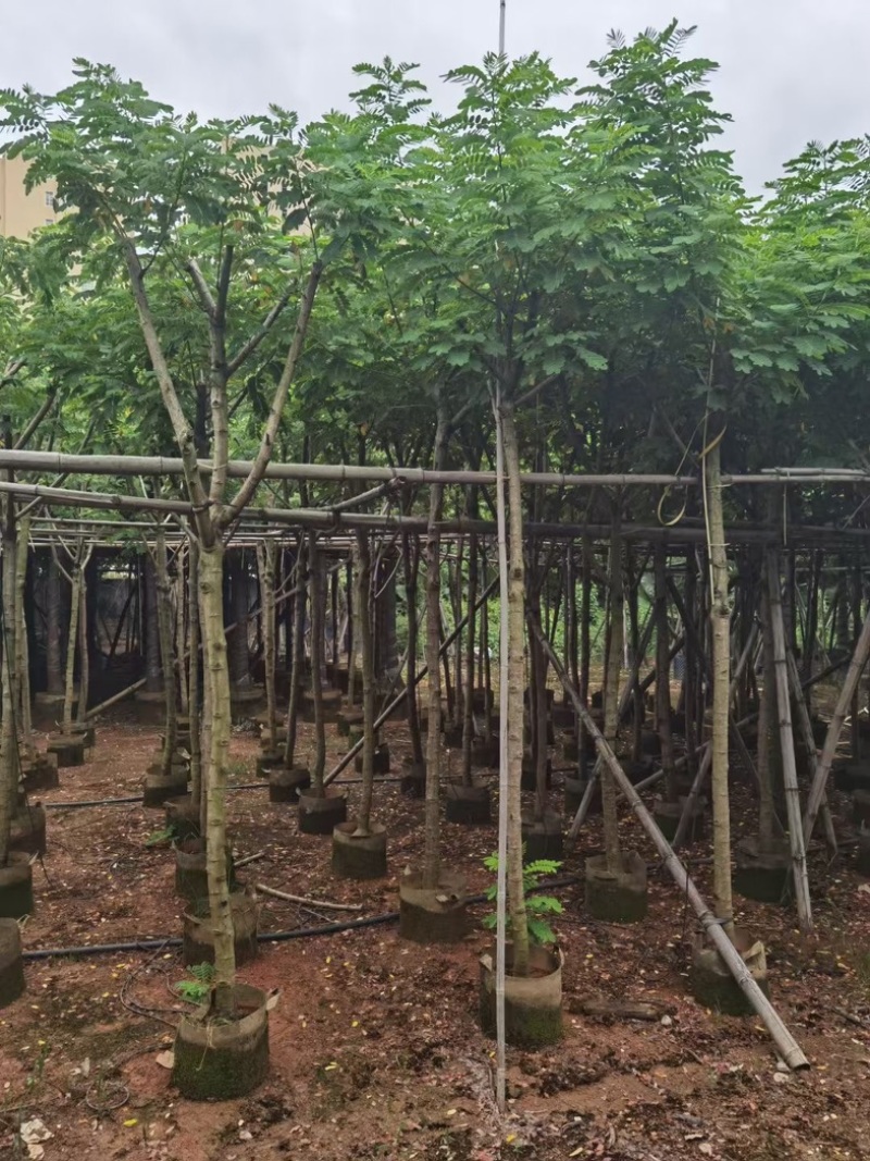 黄花槐4～10公分基地直发规格齐全质量优质
