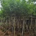 黄花槐4～10公分基地直发规格齐全质量优质