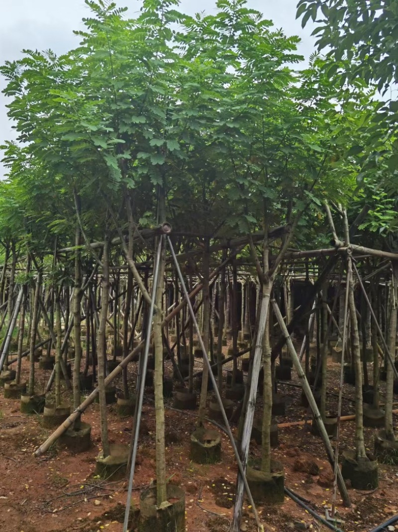 黄花槐4～10公分基地直发规格齐全质量优质