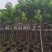 黄花槐4～10公分基地直发规格齐全质量优质