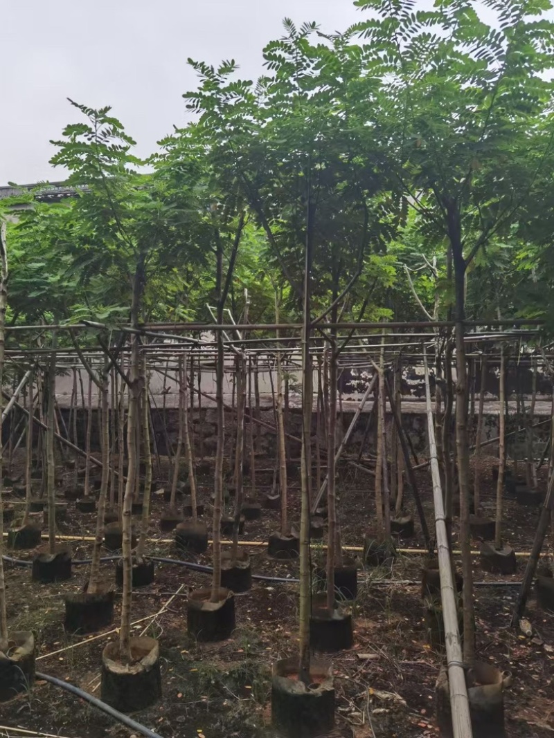 黄花槐4～10公分基地直发规格齐全质量优质