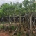 黄花槐4～10公分基地直发规格齐全质量优质