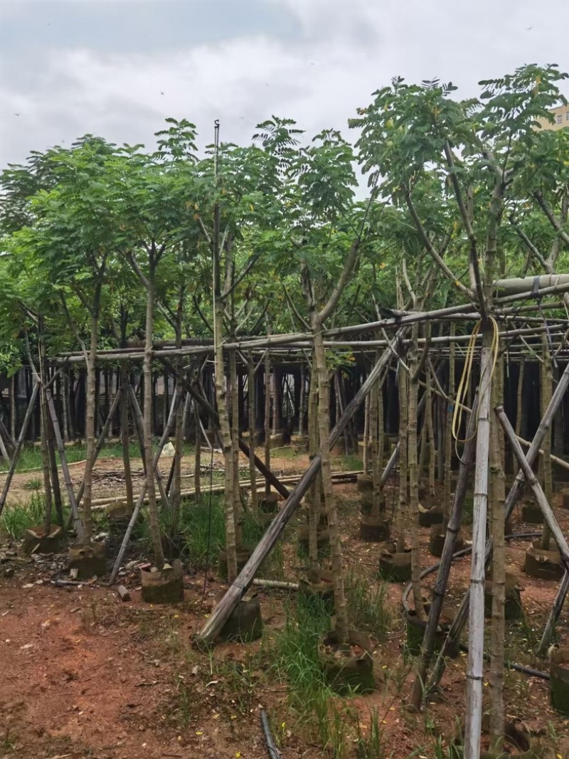 黄花槐4～10公分基地直发规格齐全质量优质